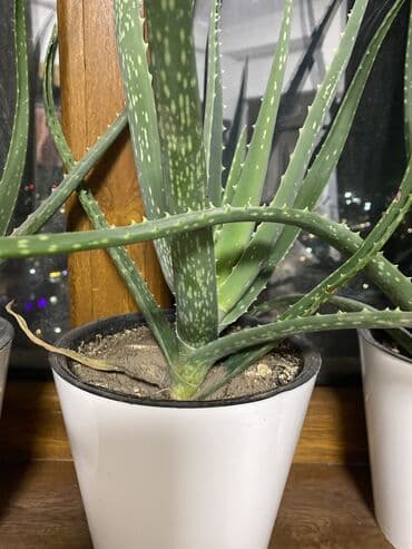 Продается Алоэ лечебное Высажен на обогащенную почву через 1-2 года
