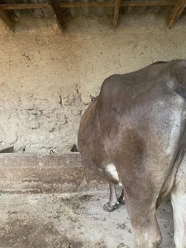 Животные: Продаю | Корова (самка) | Для молока | Привязанные — 3