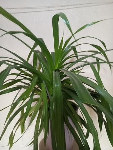драценна: Комнатное растение — драценa (Dracaena). - Кустовая форма с плотной — 1