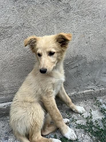 цесарки купить: Отдам в добрые руки смелую и одновременно ласковую девочку. 4 месяца — 2