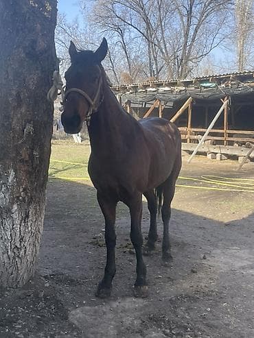 стелные каровы: Продаю | Жеребец | Полукровка | Конный спорт — 1