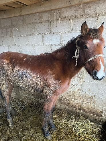 белый хомяк: Продаю | Конь (самец) | На забой — 2