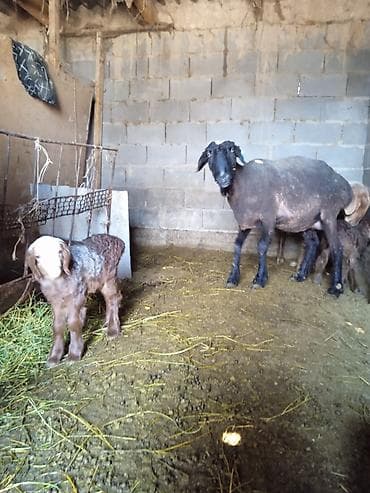 Коровы, быки: Продаю | Овца (самка) | На забой | Матка — 3