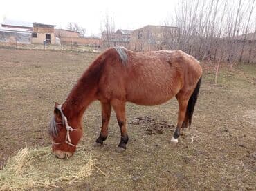 Грызуны: Продаю | Кобыла (самка) | Рабочий — 2