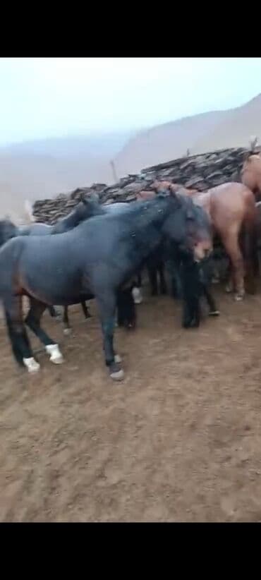 бордер коли собака: Продаю | Кобыла (самка) | Для разведения | Племенные — 6