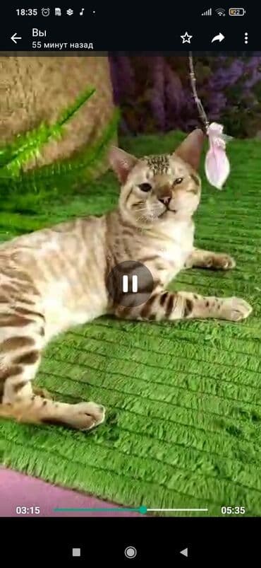 рэгдолл цена бишкек: Бенгал, 2 жаш, Эркек, Ак, Бычылган, Лотокко барууга үйрөтүлгөн, Курттардан тазаланган — 21