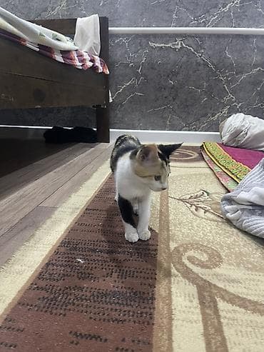 нашли кота: Кошка даром: Беспородная, 2 месяца, Девочка — 2