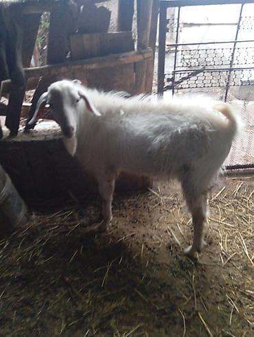 сено куплю: Продаю | Коза (самка) | Зааненская | Для разведения — 3
