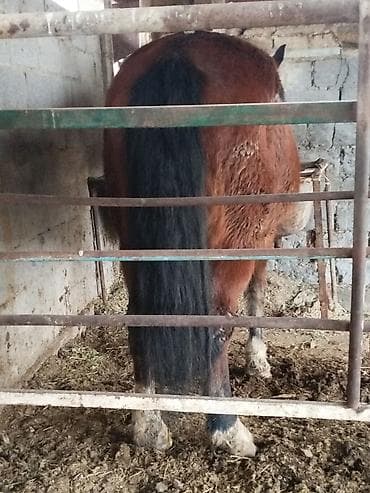 лошади кобылы: Продаю | Кобыла (самка) | Полукровка | Для разведения — 3