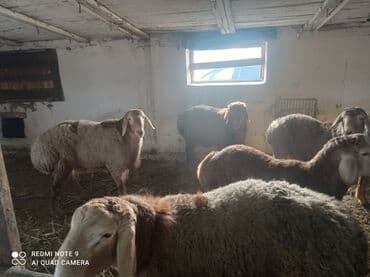 жылкы базар: Сатам | Ургаачы кой (ургаачы) | Көбөйтүү үчүн | Ургаачы — 5