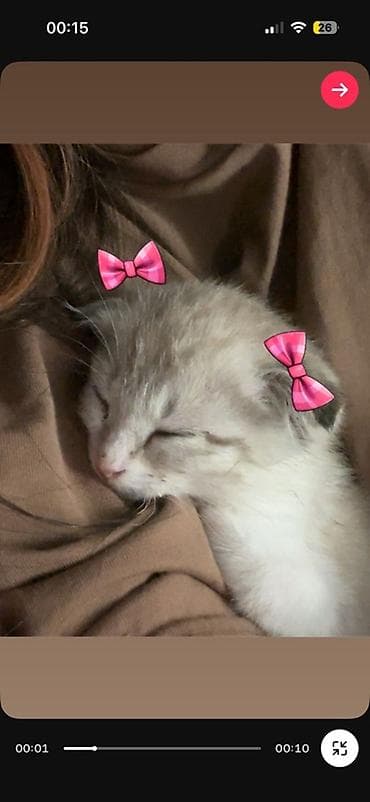 кошка шотландский: Скотиш Фолд (Шотландская вислоухая), 2 месяца, Девочка, Приучена к лотку — 3