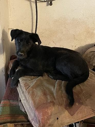 Ит бекер берилет: Жөнөкөй ит, 6 айлык, Ургаачы, Эмделген — 4