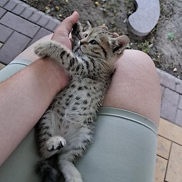 Мышыктар: Котёнок тигрового окраса - Полосатый короткошёрстный котёнок с — 3