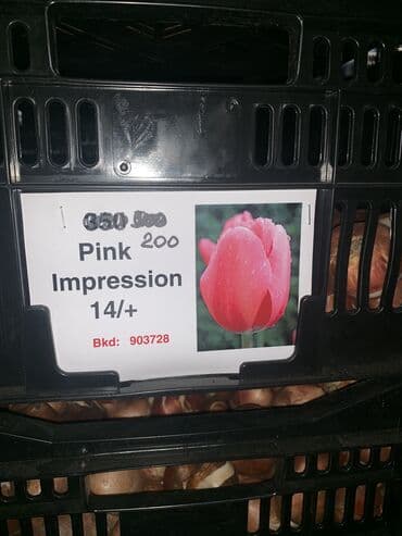 тюльпан оптом бишкек: Принимаем заказы на луковицу тюльпана, гиацинта, крокуса — 7