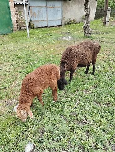 рыбы в кыргызстане: Продаю | Овца (самка) | Гиссарская | Для разведения | Матка — 2