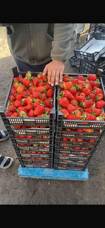 бумажные пакетики: Пластиковый Ящик — 5