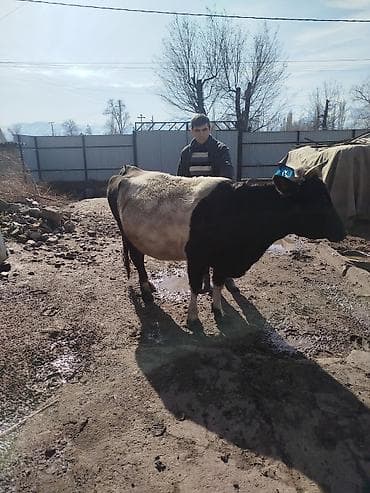 колбасный цех кара балта: Продаю | Корова (самка) | Для молока — 5