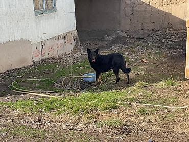 щенки немецкой овчарки чёрного окраса: Немецкая овчарка, 1 месяц, Самка, С прививкой — 2
