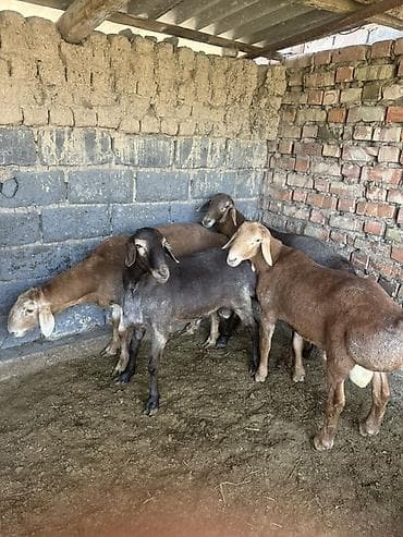 Продам с/х животных: Продаю | Баран (самец) | Арашан | На забой | Осеменитель — 8