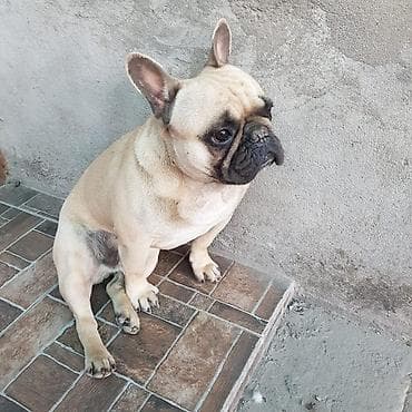 Французский бульдог, кобель, 3 года. Здоровый, активный, с отличной