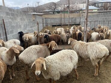 продаю кролов: Продаю | Овца (самка) | Арашан | Для разведения | Матка — 5