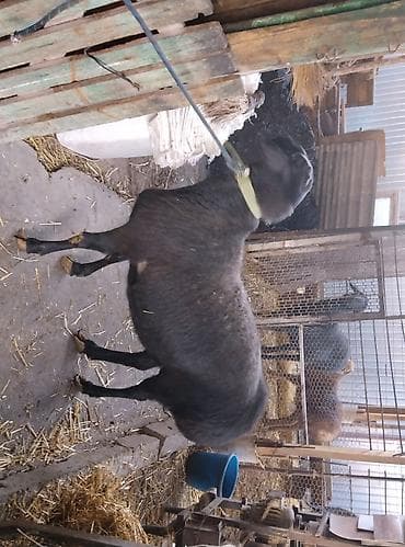 романовский: Продаю | Овца (самка) | Гиссарская | Для разведения | Матка — 3