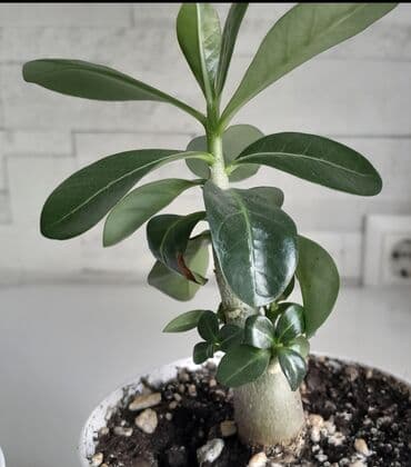 самшит декоративный кустарник: Адениум 5 фото старое — 5