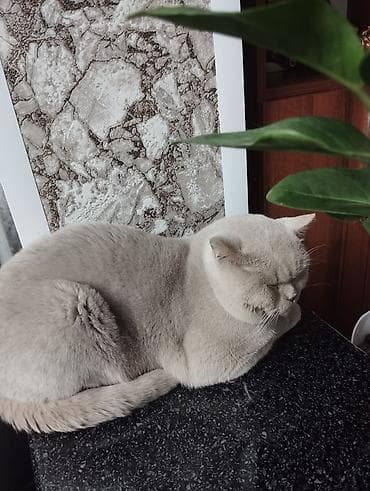 вязка кошка: Ищем кошечку для вязки! — 6