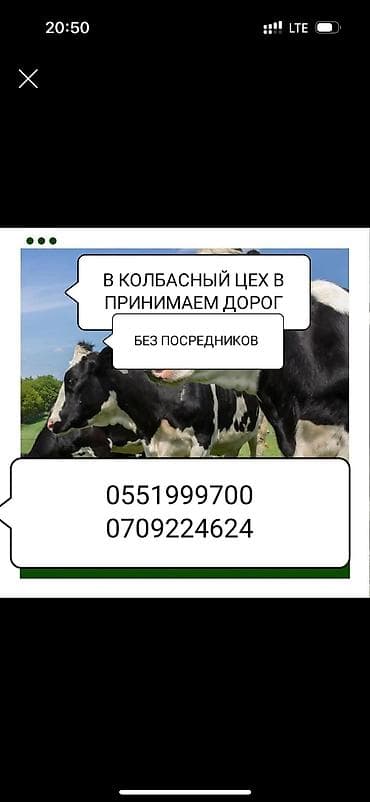 продажа фермы: Туша, Самовывоз — 4