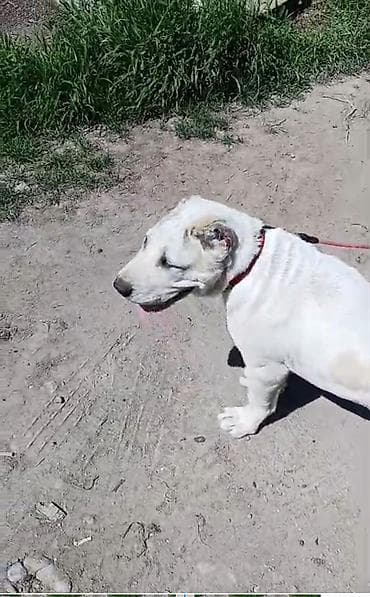 собака девочка: Алабай, 3 месяца, Самка, С прививкой, С родословной — 4