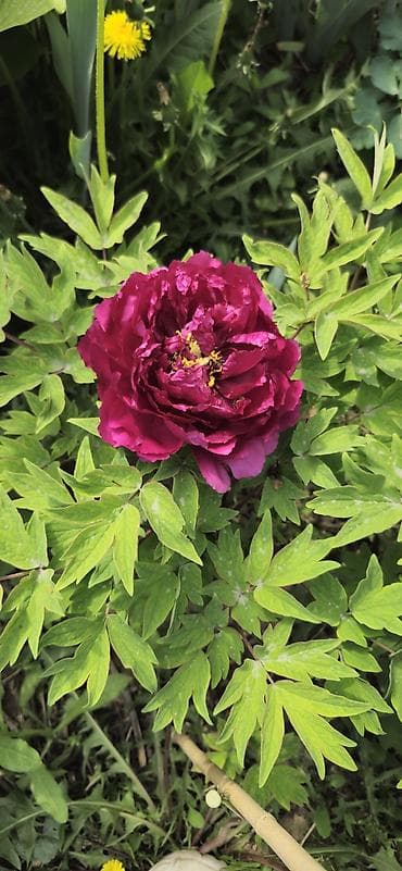 Саженцы многолетних декоративных растений для сада: - Пион