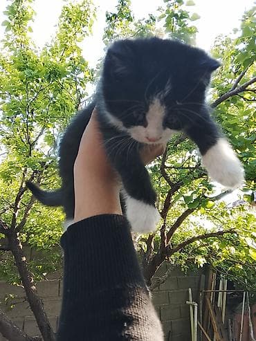 ищу котика: 2 месяца, Мальчик, Биколор, Приучена к лотку — 5