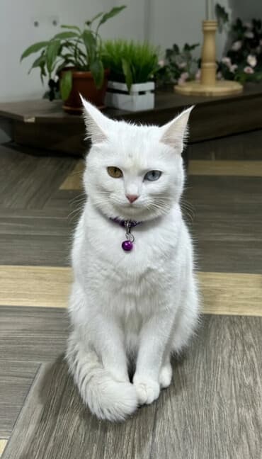 сколько стоит сибирская кошка котенок: Ангорская, 8 месяцев, Девочка, Белый, Метис — 1