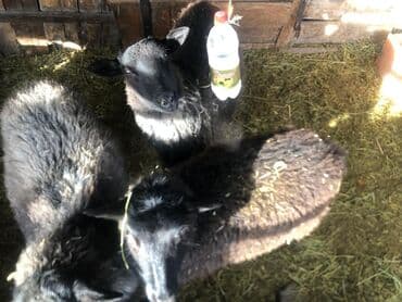 узи для животных цена: Продаю | Овца (самка), Ягненок, Баран (самец) | Романовская — 3