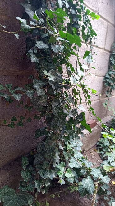 Саженцы цветка: Плющ at lalafo.kg Саженцы цветка: Плющ