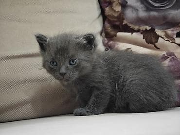 серые котята: Котята домашние, короткошёрстные. - Окрас: один сплошной серый — 10