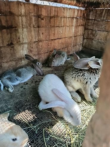 белый кролик: Продаю | Крольчата | Для разведения — 3