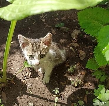 Мышыктар: Котята — домашние любимцы. - Два очаровательных котёнка разного — 1
