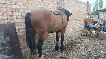 прокат лошади: Продаю | Конь (самец) | Рабочий — 4