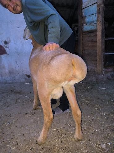 Продаю | Баран (самец) | Для разведения at lalafo.kg Продаю | Баран (самец) | Для разведения