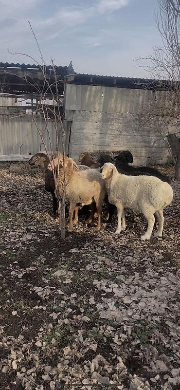 Продаю | Баран (самец) | Для разведения | Осеменитель