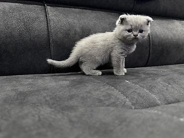 d cat: Готовы к бронированию: Девочка Scottish fold, мальчик Scottish — 3