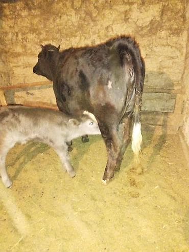 Кемирүүчүлөр: Сатам | Уй (ургаачы) | Сүт алуу үчүн | Музоологондон кийин — 5