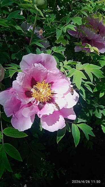 черный принц цветок: Пион древовидный (Paeonia suffruticosa), сорт с крупными — 2