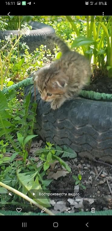 Мышыктар: Котята с вислоухими ушками от домашней кошки-скоттиш (на фото с — 4