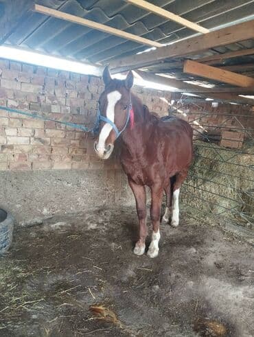 Продаю | Конь (самец)