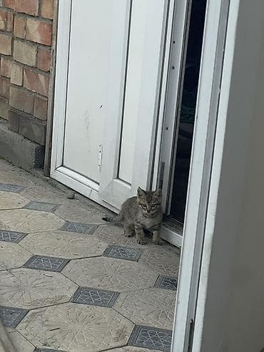 бингальская кошка: Кошка даром: Бенгальская, Девочка — 2