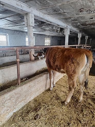 люцерна клевер: Продаю | Тёлка | Полукровка, Швицкая | Для разведения | Привязанные — 2