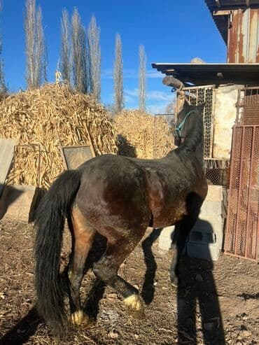 продам домик для кошки: Продаю | Кобыла (самка) | Для разведения — 5