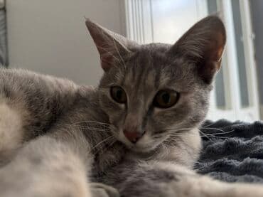 шиншилла британская кошка цена: Кошка даром: Египетский мау, 5 месяцев, Девочка, Приучена к лотку — 1